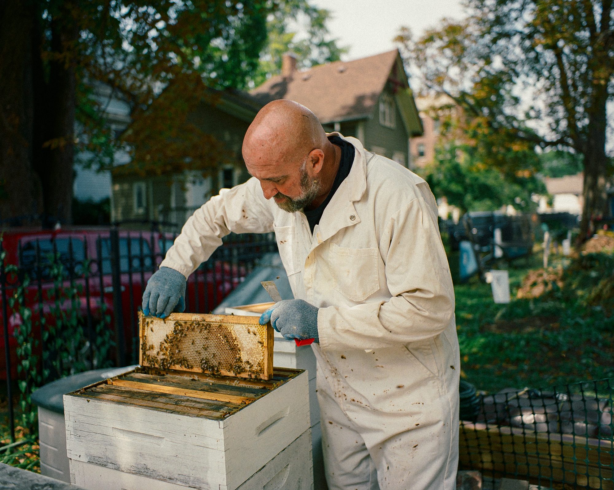 Beekeeper lifting a frame from the hive